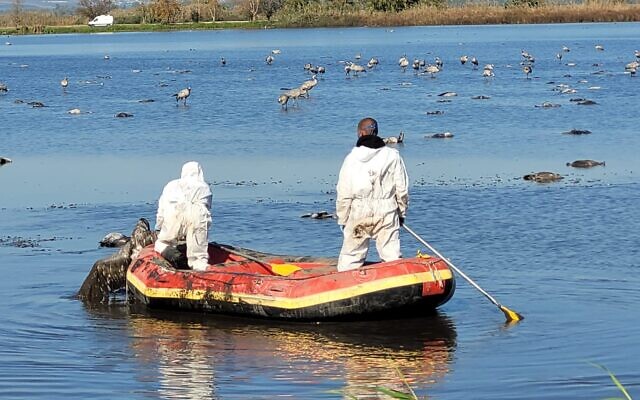 Rassemblement des carcasses de grues sauvages tuées par la grippe aviaire dans la réserve naturelle du lac Hula, dans le nord d'Israël, le 27 décembre. (Hadas Kahaner, Autorité israélienne de la nature et des parcs)
