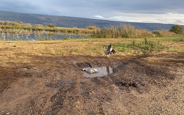 La carcasse d'une grue infectée par la grippe aviaire dans la réserve naturelle de la vallée de Hula, dans le nord d'Israël, le 23 décembre 2021. (Crédit : Shlomit Shavit, Israel Nature and Parks Authority)