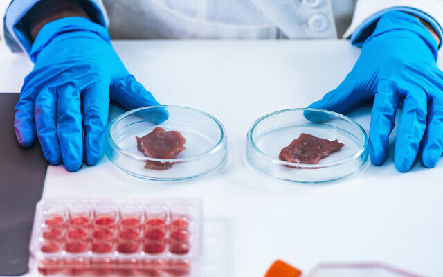 Illustration : Deux échantillons de viande cultivée en laboratoire dans des boîtes de Pétri séparées. (Crédit : microgen/iStock by Getty Images)