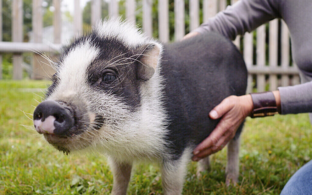 "Magnificent Beast" rend visite à des propriétaires de porcs de compagnie dans le cadre du film sur le porc domestique et la relation entre les porcs et les humains. (Crédit : avec l'aimable autorisation de Donkey Universe Films)