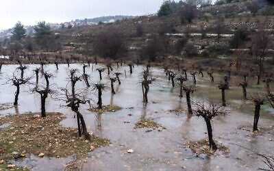 Vignobles inondés après de fortes pluies près de l'implantation juive d'Efrat, dans le Gush Etzion, le 9 janvier 2020. (Crédit : Yaniv Nadav/ Flash90)