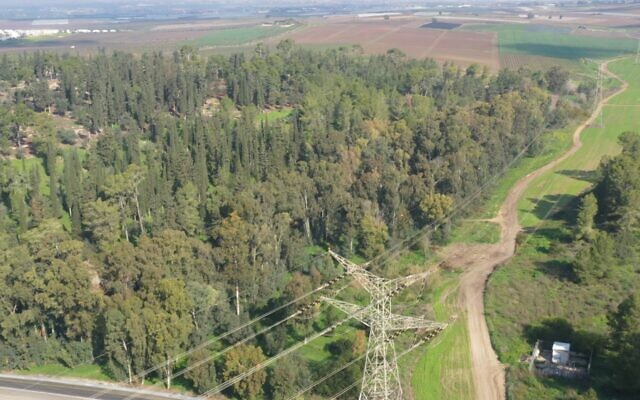 Des lignes à haute tension érigées dans la forêt de Hulda dans les années 1990, à côté desquels une ligne supplémentaire de pylônes et de câbles doit être installée. (Crédit : Conseil régional de Gezer)