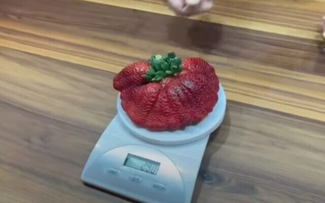 Capture d'écran issue d'une vidéo montrant une fraise cultivée en Israël et consacrée fraise la plus lourde du monde par le livre Guinness des records, le 15 février 2022. (YouTube)