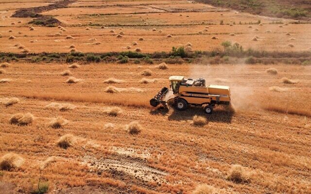 Un Irakien récolte du blé dans la province de Dhi Qar, dans le sud de l'Irak, le 23 avril 2022. (Crédit : Asaad NIAZI / AFP)