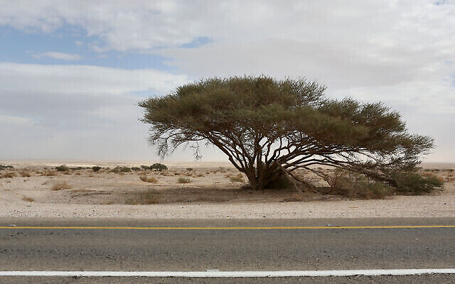Vue d'un arbre vu de l'autoroute Arava dans le sud d'Israël, le 8 janvier 2013 (Crédit: Nati Shohat/FLASH90)