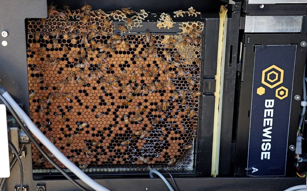Une ruche robotisée, du projet high-tech Beehome, au kibboutz Bet Haemek, dans le nord de la Galilée, le 14 mai 2022. (Crédit : JACK GUEZ / AFP)