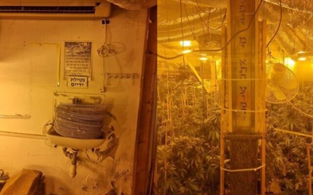L'intérieur d'une synagogue de Tibériade convertie en une pépinière de cannabis. (Crédit : Police israélienne)