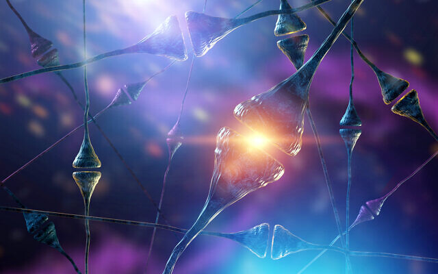 Neurones dans le cerveau humain. Illustration (Crédit : iStock via Getty Images)