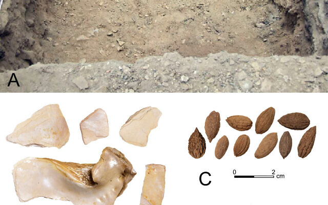 Des artéfacts découverts dans une fosse à ordure de Shaar Ramon, notamment des noyaux d'olive, des coquillages du Nil et de la corde. (Crédit : Roi Shapir)