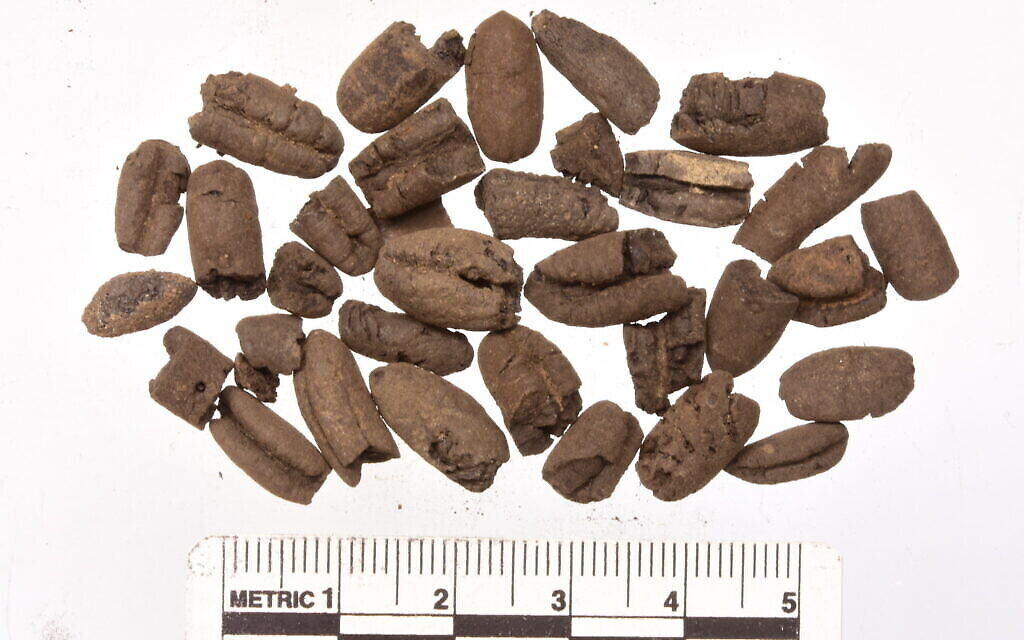 Des noyaux de datte retrouvés à Orhan Mor. (Crédit : Roi Shapir)