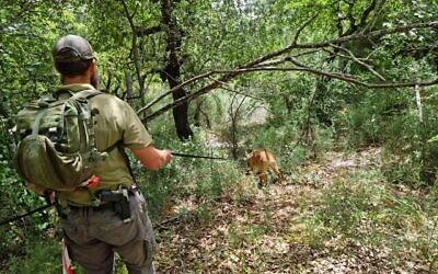 Un membre de l'Unité Cynophile Israélienne fouille le mont Meron à la recherche de personnes disparues. (Crédit : Avec la permission de l'Unité Cynophile Israélienne)