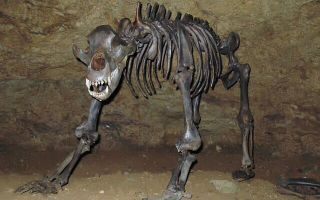 Espèce éteinte d'ours des cavernes mise au jour dans la grotte du Diable, près de Pottenstein, en Allemagne. (Crédit: Ra'ike, CC BY-SA 3.0, Wikimedia Commons)
