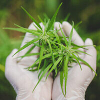 Cannabis fraîchement récolté (Crédit : iStock)