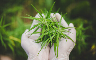 Cannabis fraîchement récolté (Crédit : iStock)