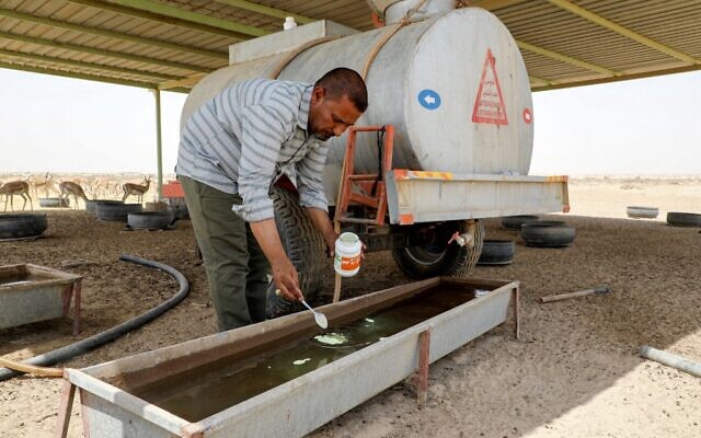 Turki al-Jayashi, directeur de la réserve faunique de Sawa, ajoute des compléments alimentaires à l'abreuvoir de la réserve dans le désert de Samawa, dans la province d'al-Muthanna, dans le sud de l'Irak, le 8 juin 2022. (Crédit : Asaad NIAZI / AFP)