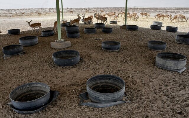 Des gazelles rhinocéros se nourrissent dans des auges de fortune faites de pneus découpés et placées sous un toit en tôle ondulée dans la réserve naturelle de Sawa, dans le désert de Samawa, dans la province d'al-Muthanna, dans le sud de l'Irak, le 8 juin 2022. (Crédit : Asaad NIAZI / AFP)