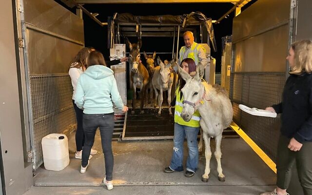 Sharon Cohen, qui dirige le refuge pour animaux « Starting Over » à Emek Hefer près de Netanya, lors du transfert d’ânes entre Israël et la France, le 25 juin 2022. (Crédit : Fonds de dotation La Tanière / Facebook)
