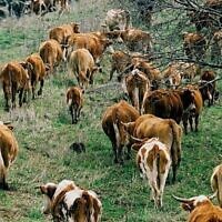 Un troupeau de bétail broute sur les hauteurs du Golan (Crédit : Moshe Shai/Flash90)