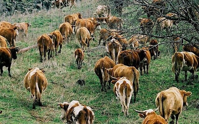 Un troupeau de bétail broute sur les hauteurs du Golan (Crédit : Moshe Shai/Flash90)