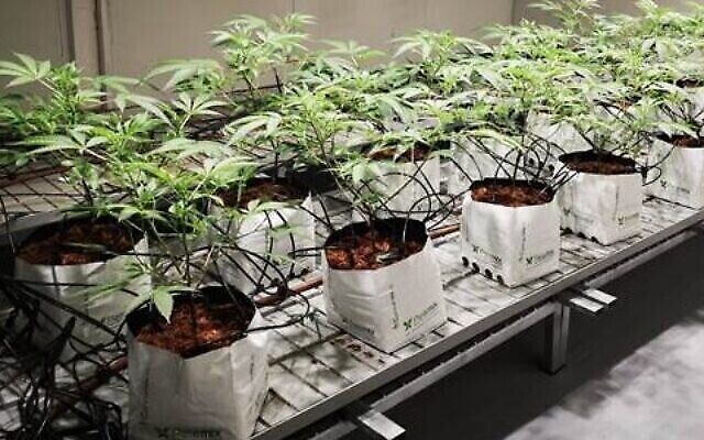 Plants de cannabis améliorés cultivés par des chercheurs israéliens à l’Université hébraïque, mai 2022. (Crédit : Université hébraïque)