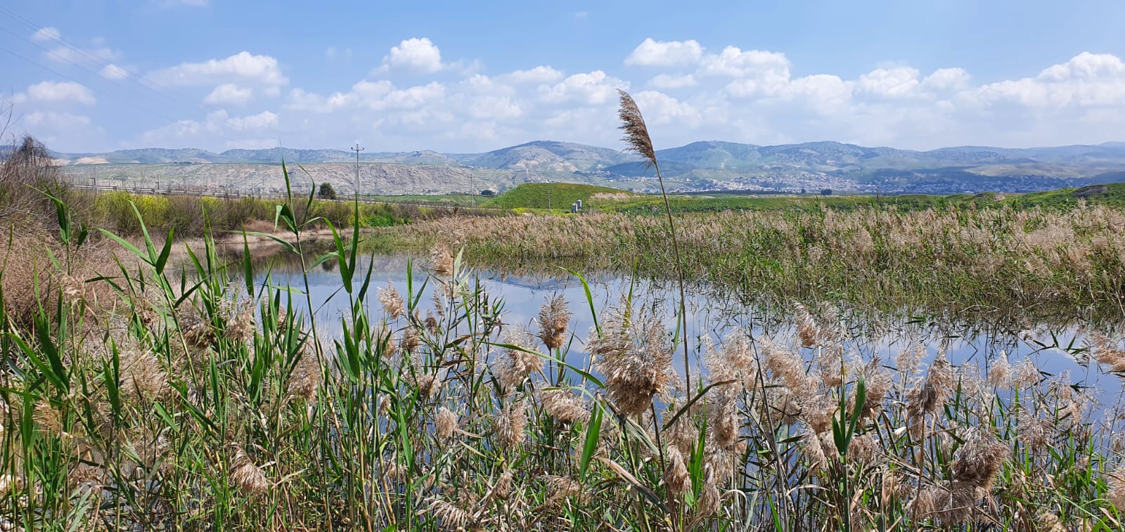 Le tout premier étang israélien à avoir été renaturalisé par la Société de la protection de la nature en Israël et testé comme base pour des crédits carbone par  Terrra, à Kfar Ruppin, le 27 mars 2022. (Crédit : Shai Ben Aharon)