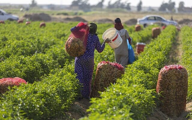 Un agriculteur ramasse la récolte de poivrons, à el-Fashn dans le gouvernorat égyptien de Beni Suef, à quelque 150 kilomètres au sud de la capitale, le 13 juin 2022. (Crédit : Khaled DESOUKI / AFP)