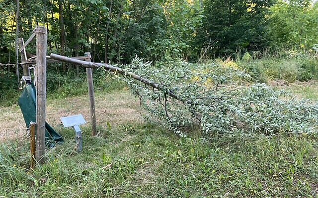 des arbres commémoratifs abattus par des vandales à l'ancien camp nazi de Buchenwald en Allemagne, le 19 juillet 2022. (Crédit : Stiftg. Gedenkstätten Buchenwald u. Mittelbau-Dora via JTA)