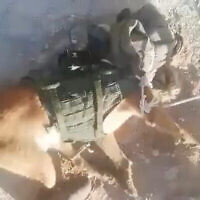 Chien militaire capturé par des Palestiniens lors d’une opération dans la ville de Dura, en Cisjordanie, près de Hébron, le 4 juillet 2022. (Crédit : Capture d’écran Twitter)