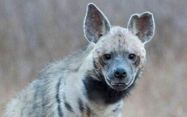 Une photo non-datée de Ruti la hyène, qui est morte renversée par une voiture aux abords de Modiin le 16 juillet 2022. (Crédit : Effie Cohen, bénévole auprès de l'Autorité israélienne de la nature et des parcs)