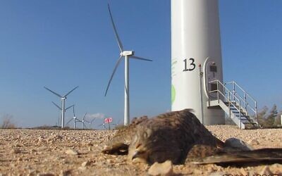 Un faucon crécerelle mort au pied d'une turbine éolienne à Sirin, en 2017. (Crédit : Autorité de la nature et des parcs)