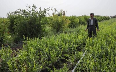 L'agriculteur kurde irakien Azad Mohammad, l'agriculteur modèle de Halabja, se tient dans un champ de sa ferme de produits frais biologiques près de la ville kurde irakienne de Halabja, à 300 km au nord-est de la capitale irakienne, le 6 juillet 2022. (Crédit : Safin HAMED / AFP)