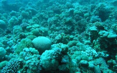 Une image du récif corallien dans le golfe d'Eilat. (Crédit : Dror Tzural/Ministère de l'Environnement)