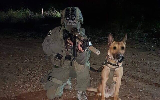 Zili, 9 ans, un chien appartenant à l'unité de police antiterroriste de Yamam, sur une photo non datée. Zili a été tué le 9 août 2022, lors d'un raid à Naplouse. (Crédit : Police israélienne)