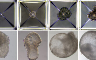 Un embryon synthétique de souris cultivé à l'Institut Weizmann des Sciences, photographié quotidiennement, du premier jour en haut à gauche, au huitième jour en bas à droite. (Crédit : Avec l'aimable autorisation de l'Institut Weizmann des Sciences)