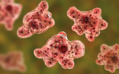 Illustration 3D de l'amibe infectieuse mangeuse de cerveau Naegleria fowleri (Crédit : iStock)