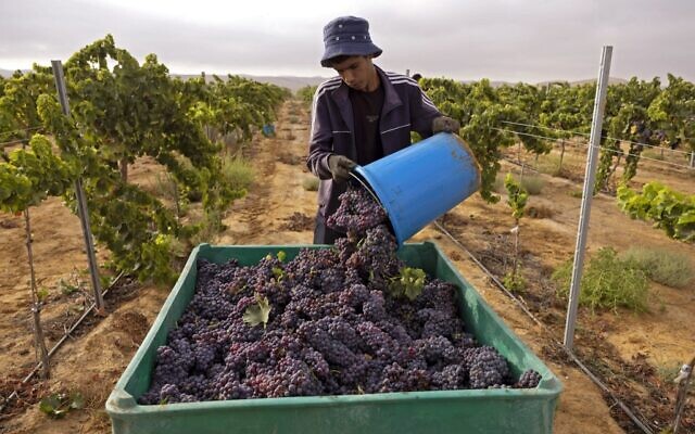 Un employé bédouin récolte des raisins de Grenache dans le vignoble des Pinto, près de la ville en développement de Yeruham, dans le désert du Néguev, au sud d'Israël, le 17 août 2022.(Crédit : MENAHEM KAHANA / AFP)