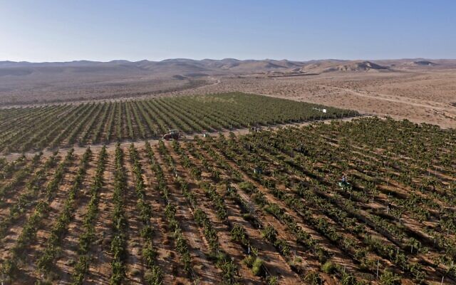 Cette photo prise le 17 août 2022 montre le vignoble des Pinto près de la ville en développement de Yeruham dans le désert du Néguev, au sud d'Israël. (Crédit : MENAHEM KAHANA / AFP)