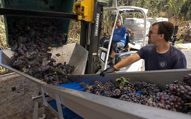 Des grappes de grenache, récoltées dans le vignoble des Pinto, dans le sud d'Israël, sont préparées pour le broyage, le 24 août 2022. (Crédit : MENAHEM KAHANA / AFP)