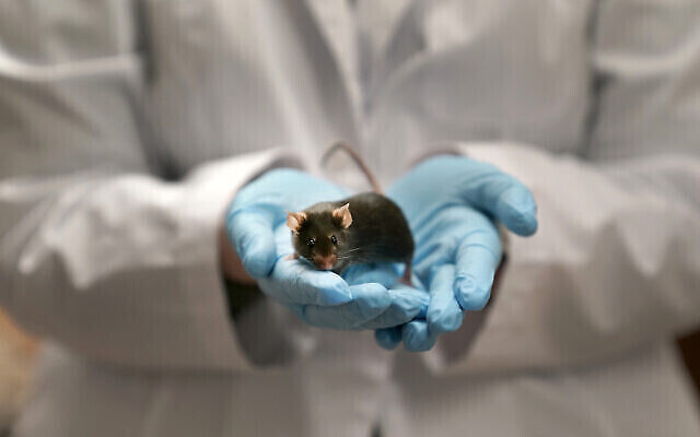 Illustration : Katie McCullough, assistante de recherche, tient une souris dans ses mains dans un laboratoire de l’Université de Washington où les médecins étudient une forme rare d’autisme, le 15 décembre 2021. (Crédit : AP Photo/Jeff Roberson)