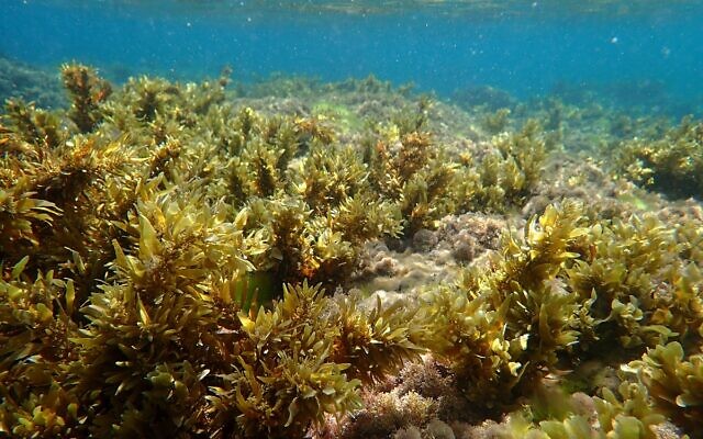 Une réserve d'algues sous-marine à Bat-Yam. (Crédit : Doron Ashkenazi)