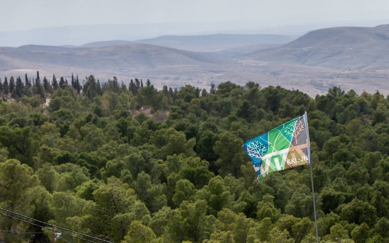 La forêt de Yatir du KKL-JNF dans le sud d'Israël. (Crédit : Alex Kolomoisky)