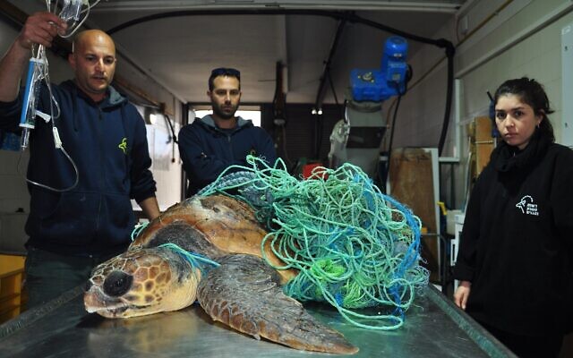 LES Mediavores - Cette tortue pris au piège dans les déchets