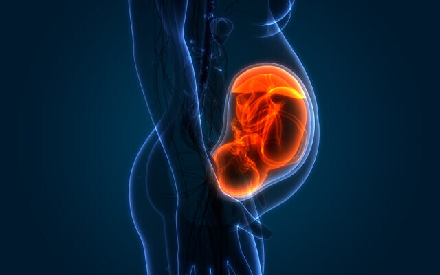 Illustration 3D d'un fœtus dans l'utérus (Crédit : magicmine/iStock/Getty Images)