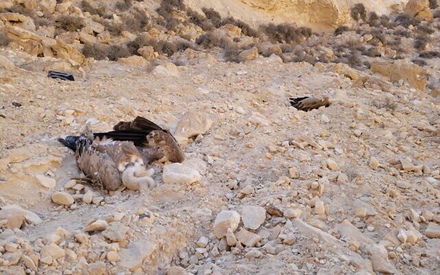 La carcasse d'un vautour fauve retrouvée dans le sud d'Israël, le 14 octobre 2022. (Crédit : Autorité israélienne de la nature et des parcs)