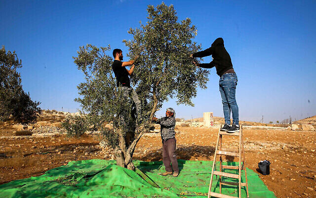 Des agriculteurs palestiniens récoltent les olives après des affrontements entre agriculteurs, militants et résidents d'implantations israéliens dans le village de Tawanah, en Cisjordanie, près de la ville de Hébron, 22 octobre 2022. (Crédit : Wisam Hashlamoun/Flash90)