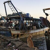 Un chat attend de manger un poisson sur un bateau dans le port de la ville de Gaza, tôt le 1er décembre 2022. (Crédit : RONALDO SCHEMIDT / AFP)