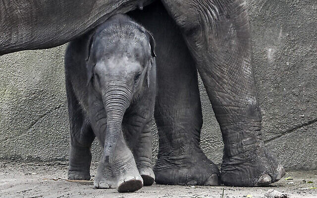 llustration : Un éléphanteau âgé de trois mois nommé Leev Ma Rie, sous sa mère au zoo de Cologne, en Allemagne, le 1er octobre 2020. (Crédit : AP Photo/Martin Meissner)