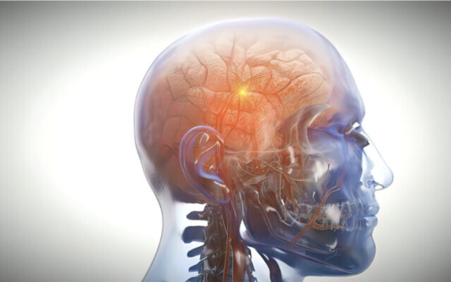 Illustration : Un cerveau humain. La maladie de Charcot - ou SLA - est causée par la mort des neurones moteurs dans le cerveau et la moelle épinière. (Crédit : Ozgu Arslan via stock by Getty Images)