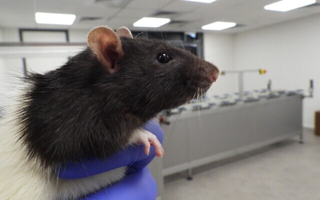Un rat dans le laboratoire Early, où les rongeurs détectent le cancer du poumon. (Crédit : Early)