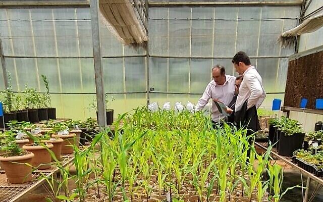 Semis de maïs traités avec le fertilisant bio NFT de Grace Breeding, Université de Londrina, Brésil, le 5 novembre 2022. (Crédit : Assaf Dotan)